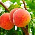 Perfectly Pungent Peaches